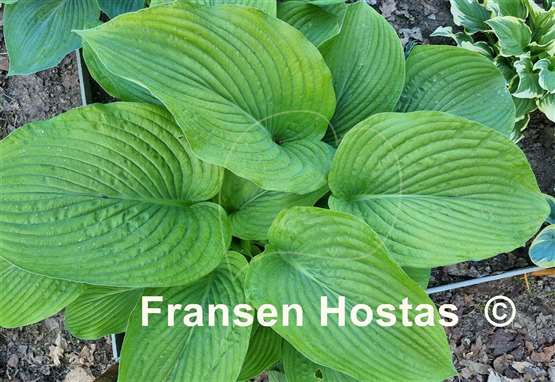 Hosta Abiqua Elephant Ears